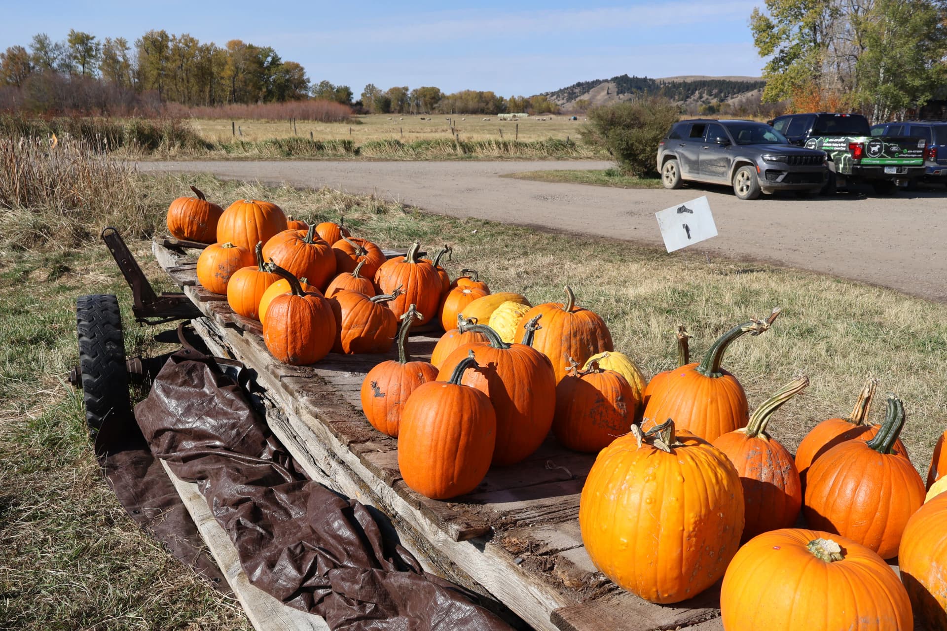 Gallery photos for Top Dog Landscaping Shows Up for the Community This Fall: Image #4