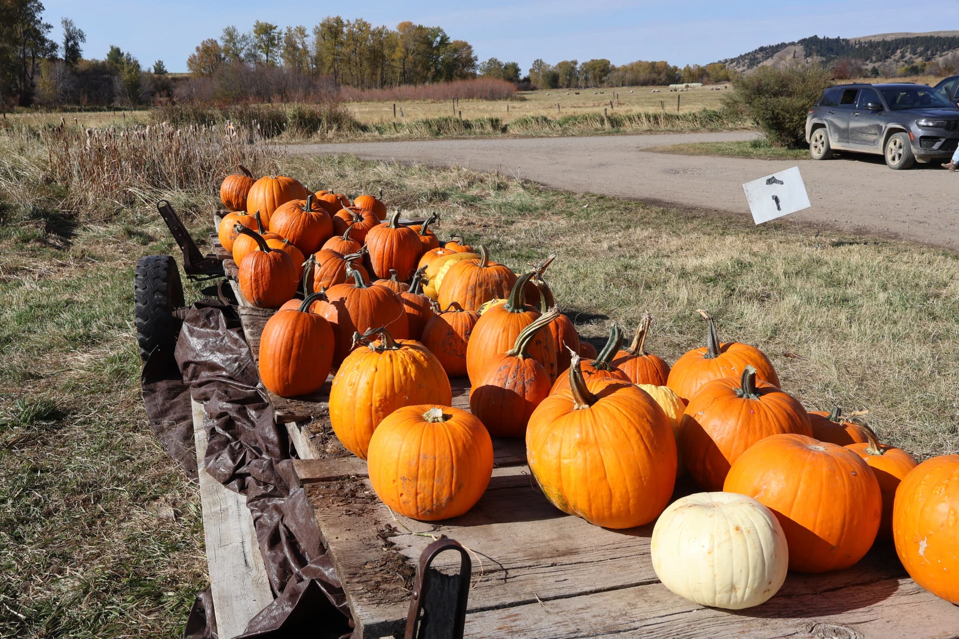 Top Dog Landscaping Shows Up for the Community This Fall image
